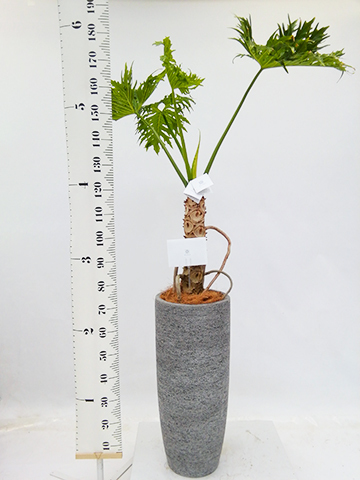 観葉植物 フィロデンドロン 8号 セローム ヒトデカズラ 根あがり