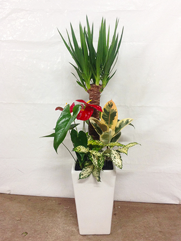 観葉植物 ユッカ 7号 寄せ植え 角陶器 | 観葉植物ならHitoHana(ひとはな)