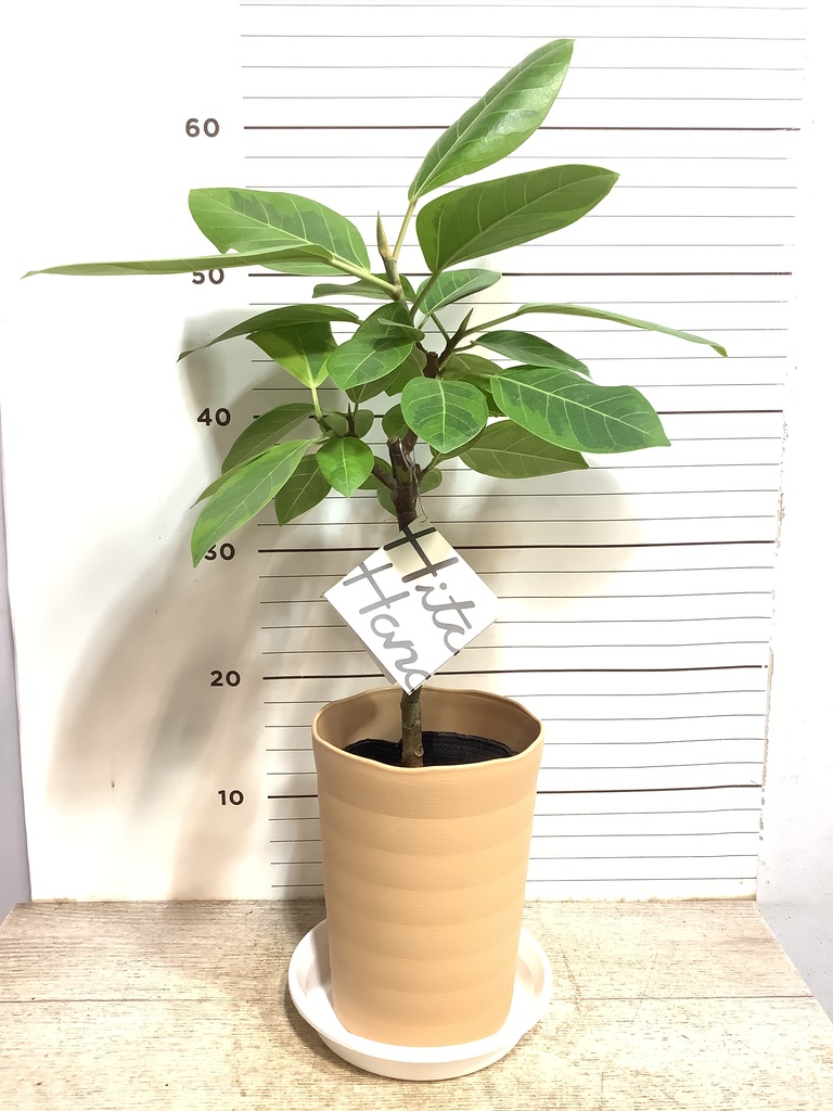 観葉植物 フィカス アルテシーマ 6号 ストレート プラスチック鉢