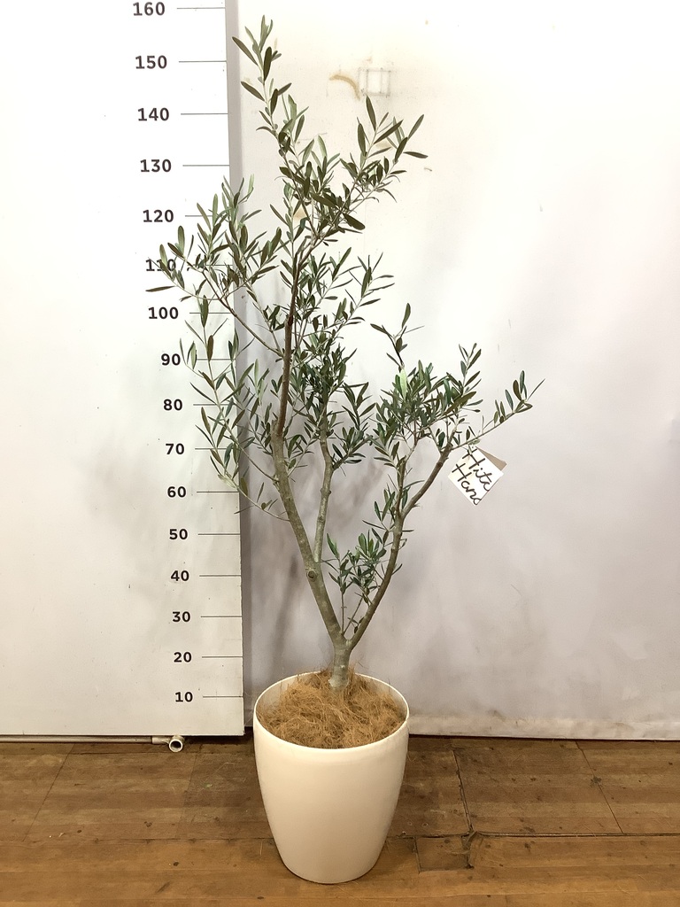 観葉植物 オリーブの木 8号 コラティーナ (コラチナ) ラスターポット 