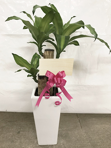 観葉植物 ドラセナ 幸福の木 6号 ノーマル 角高陶器 | 観葉植物