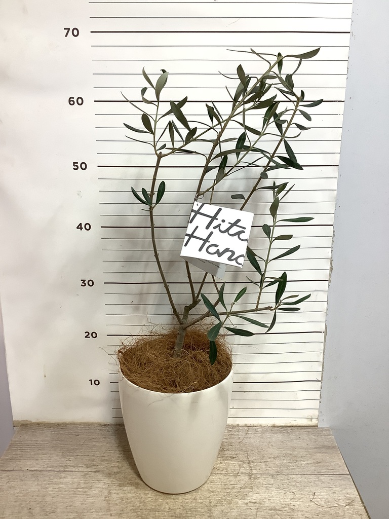 観葉植物 オリーブの木【28cm】5号 ひなかぜ 盆栽仕立て プラスチック