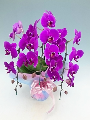 胡蝶蘭中大輪 ピンクハロー 3本立ち | 胡蝶蘭ならHitoHana(ひとはな)