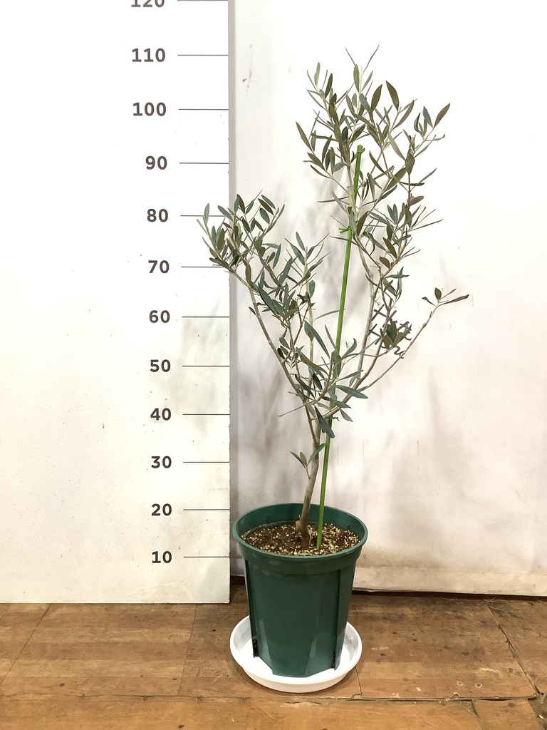 観葉植物 オリーブの木 8号 コラティーナ (コラチナ) リブバスケット