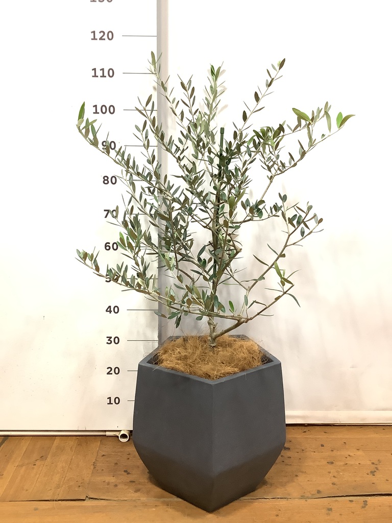 観葉植物 オリーブの木 8号 コレッジョラ エコストーントールタイプ