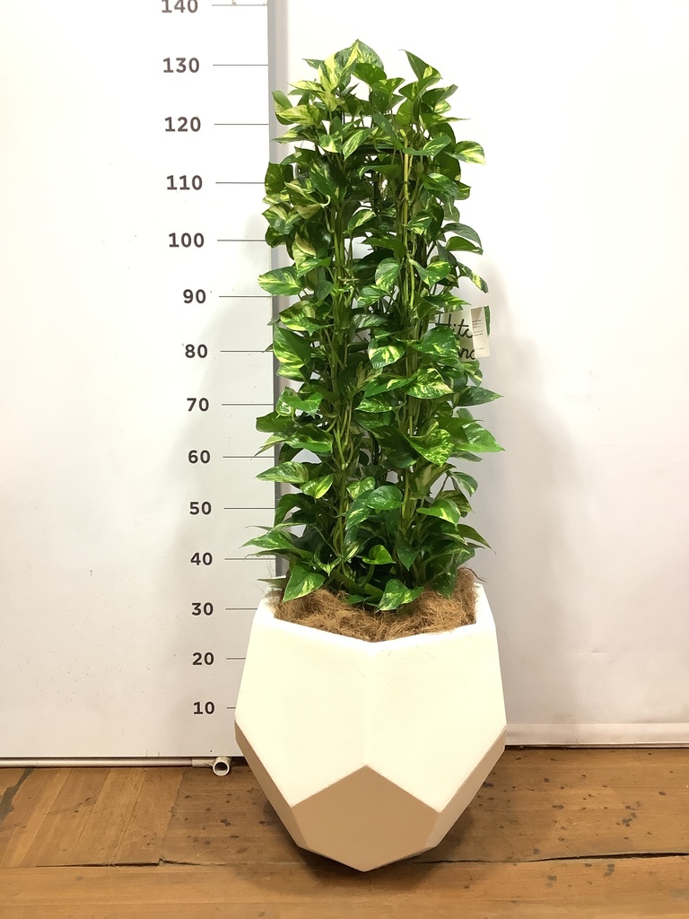 観葉植物 ポトス 8号 ポリゴヘクサ 白 付き | 観葉植物ならHitoHana