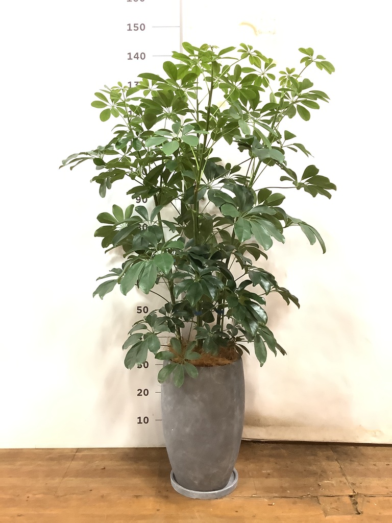 カラーサンドアート　コーヒーの木　観葉植物　シェフレラ　カポック 観葉植物 カポック（シェフレラ）4号 斑入り プラスチック鉢