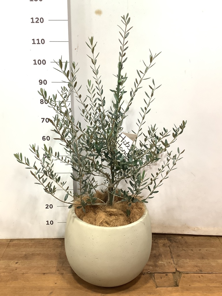 オリーブの木 コレッジョラ | 観葉植物通販HitoHana(ひとはな)
