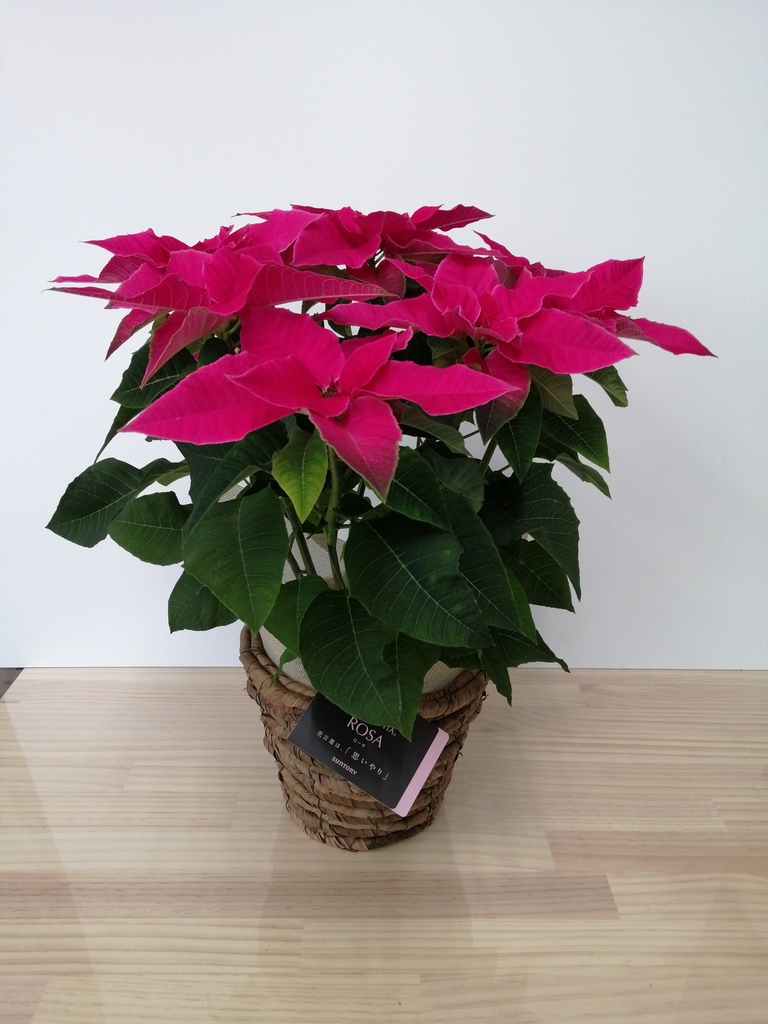 ポインセチアの鉢花 | 通販専門店HitoHana（ひとはな）