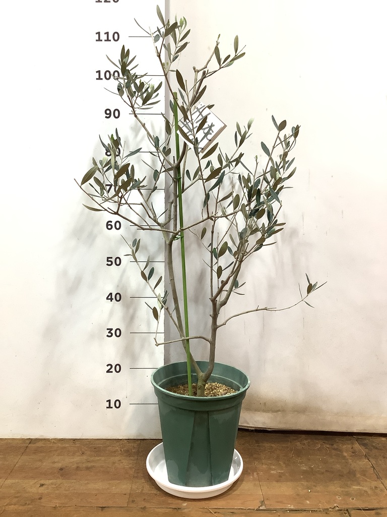 観葉植物 オリーブの木 8号 コレッジョラ アートストーン