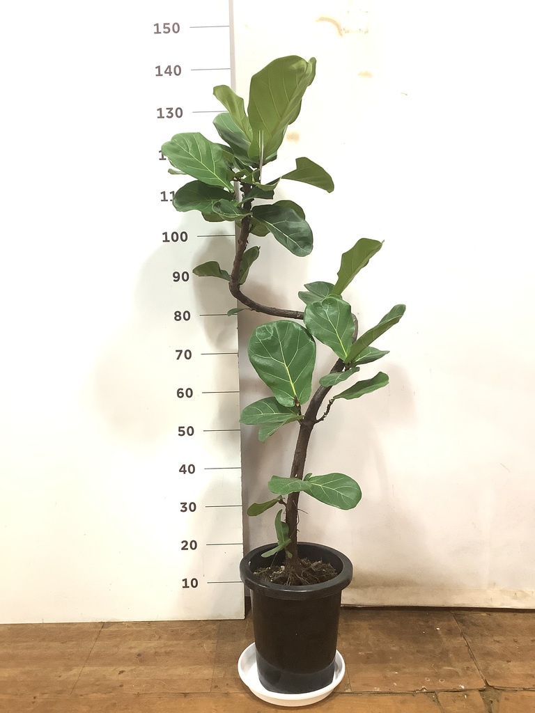 観葉植物 カシワバゴムの木 バンビーノ 8号 曲がり プラスチック