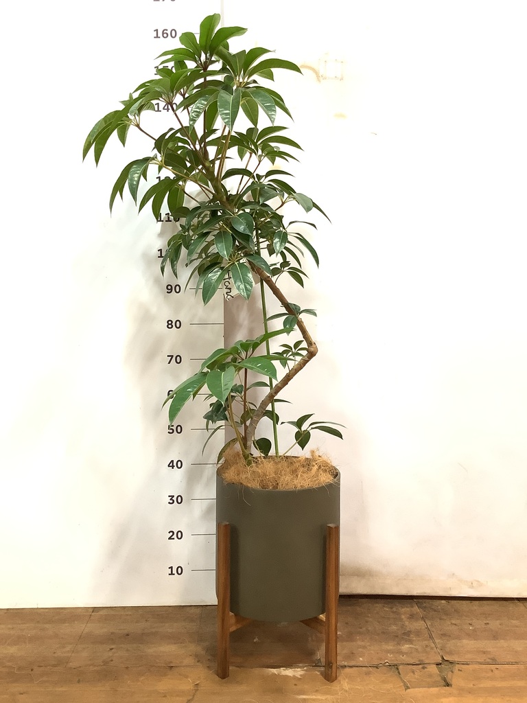 観葉植物 ツピダンサス 8号 曲り ホルスト シリンダー オリーブ