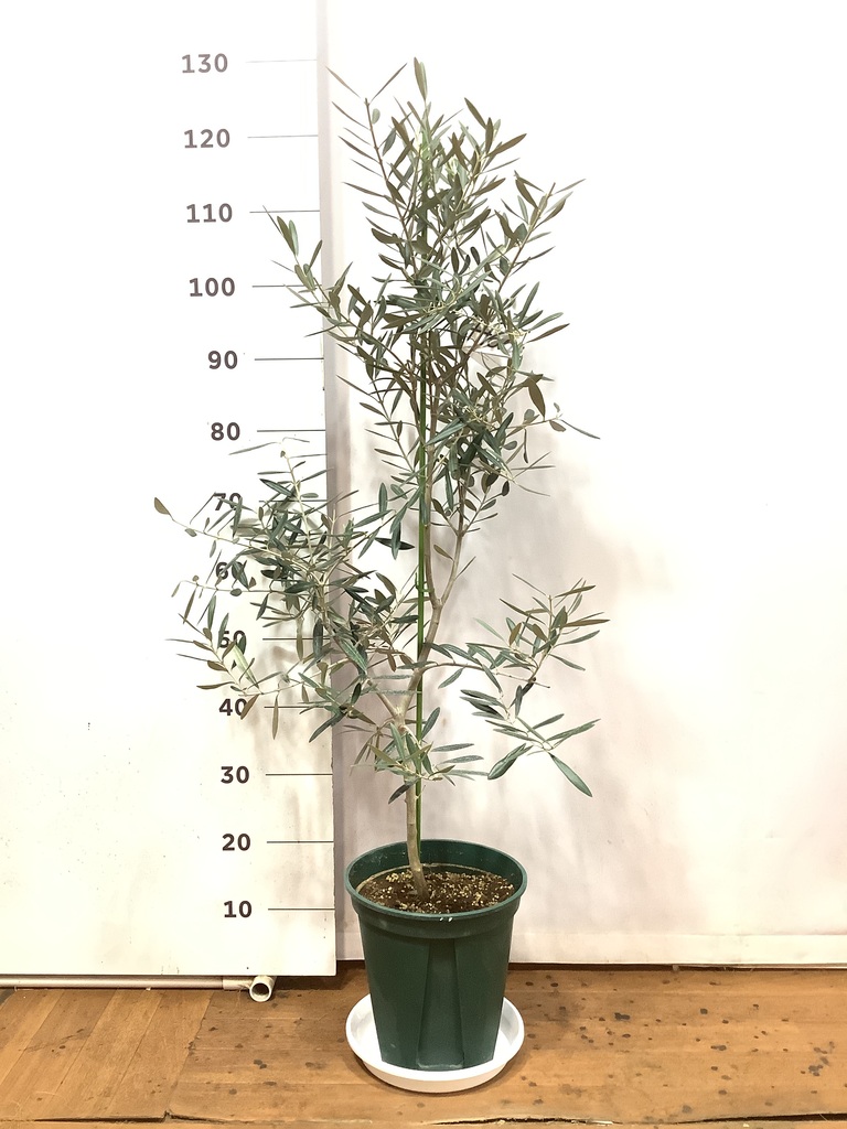 観葉植物 オリーブ 8号 デルモロッコ プラスチック鉢 / 小倉園 | 観葉