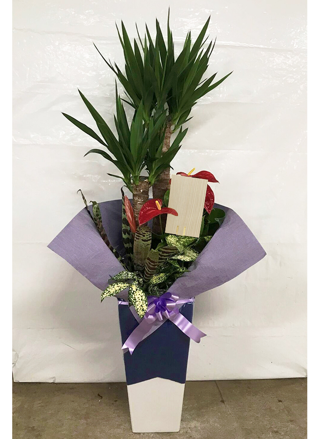 観葉植物 ユッカ 8号 寄せ植え 角高陶器 | 観葉植物ならHitoHana(ひとはな)