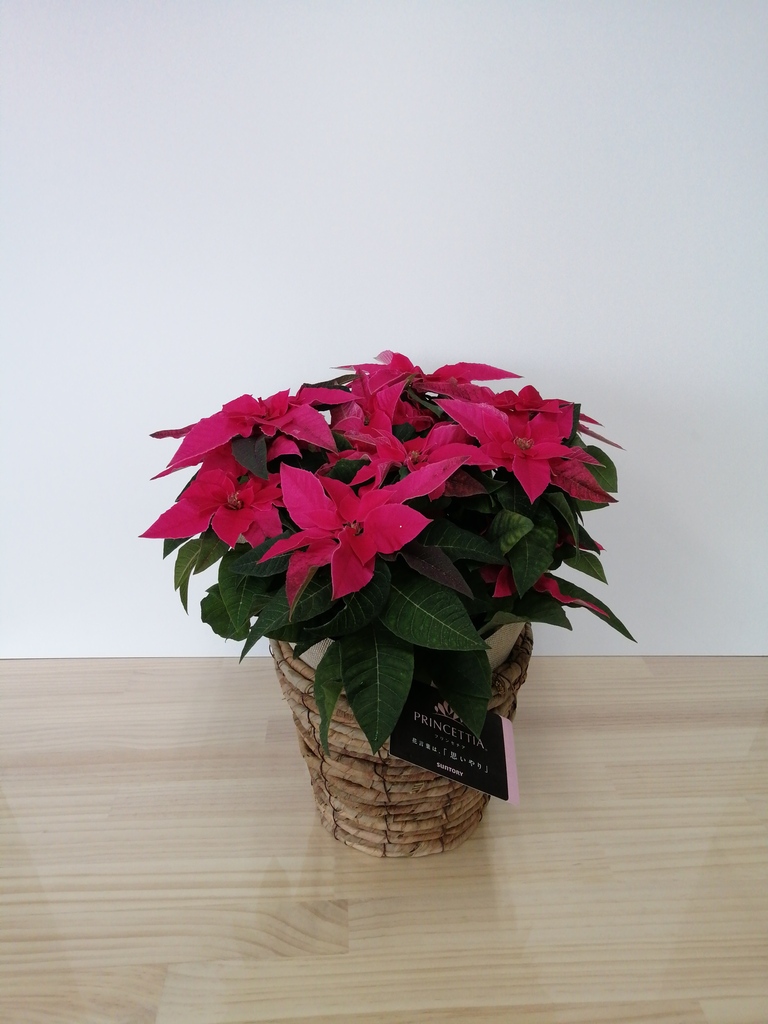 ポインセチアの鉢花 | 通販専門店HitoHana（ひとはな）
