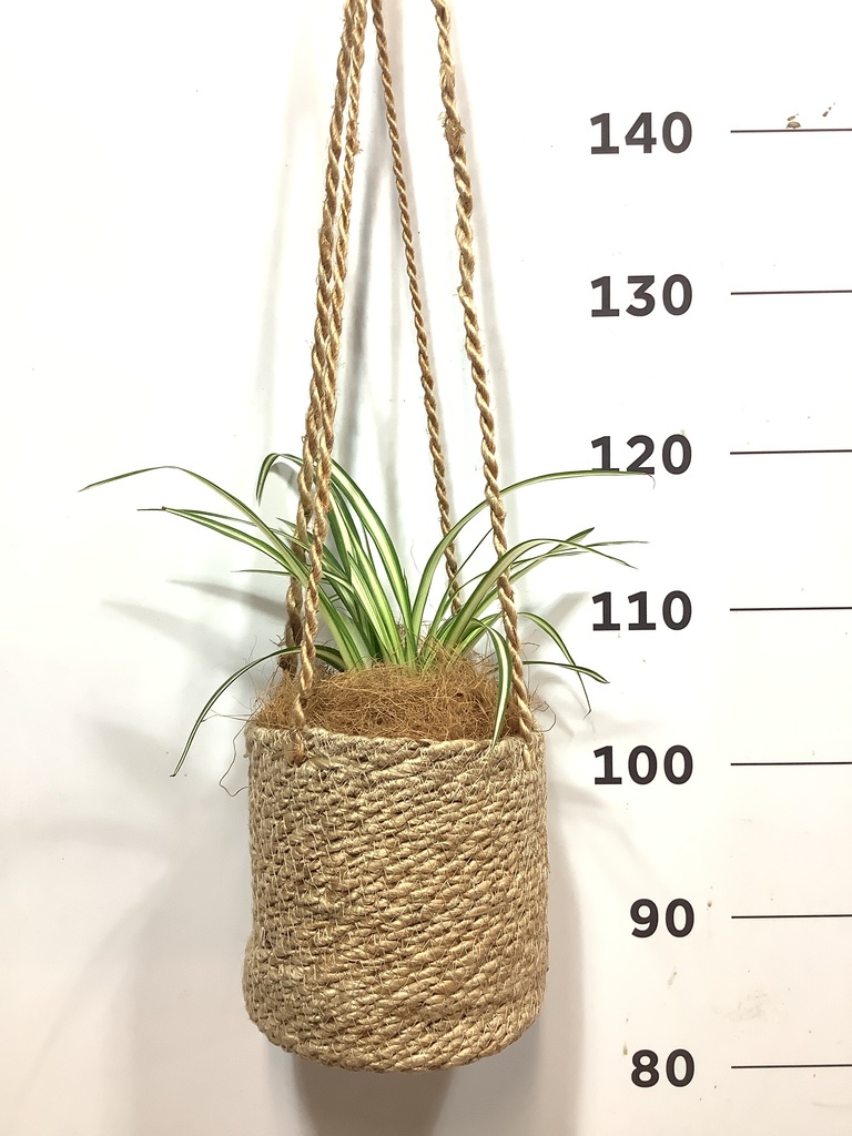 観葉植物 オリヅルラン 4号 ホグラ草 バスケットハンギング FB 付き