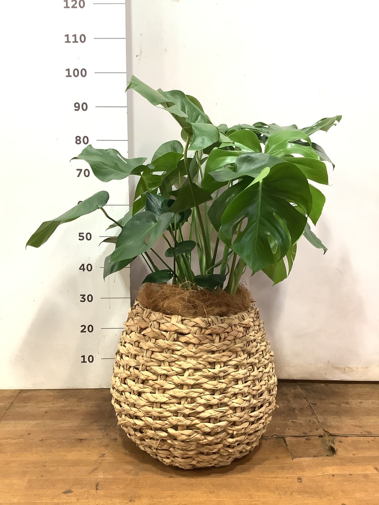 観葉植物 モンステラ 8号 ボサ造り プラスチック鉢 | 観葉植物なら
