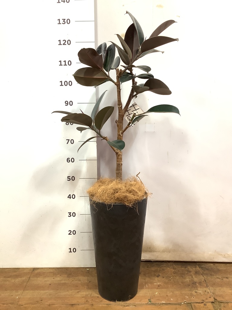 観葉植物 フィカス バーガンディ 8号 ノーマル アートストーン