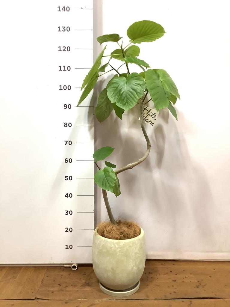 観葉植物　フィカス　ウンベラータ　曲がり仕立て　7号　鉢下からおよそ110センチ 観葉植物 フィカスウンベラータ 7号 曲り プラスチック鉢 | 観葉
