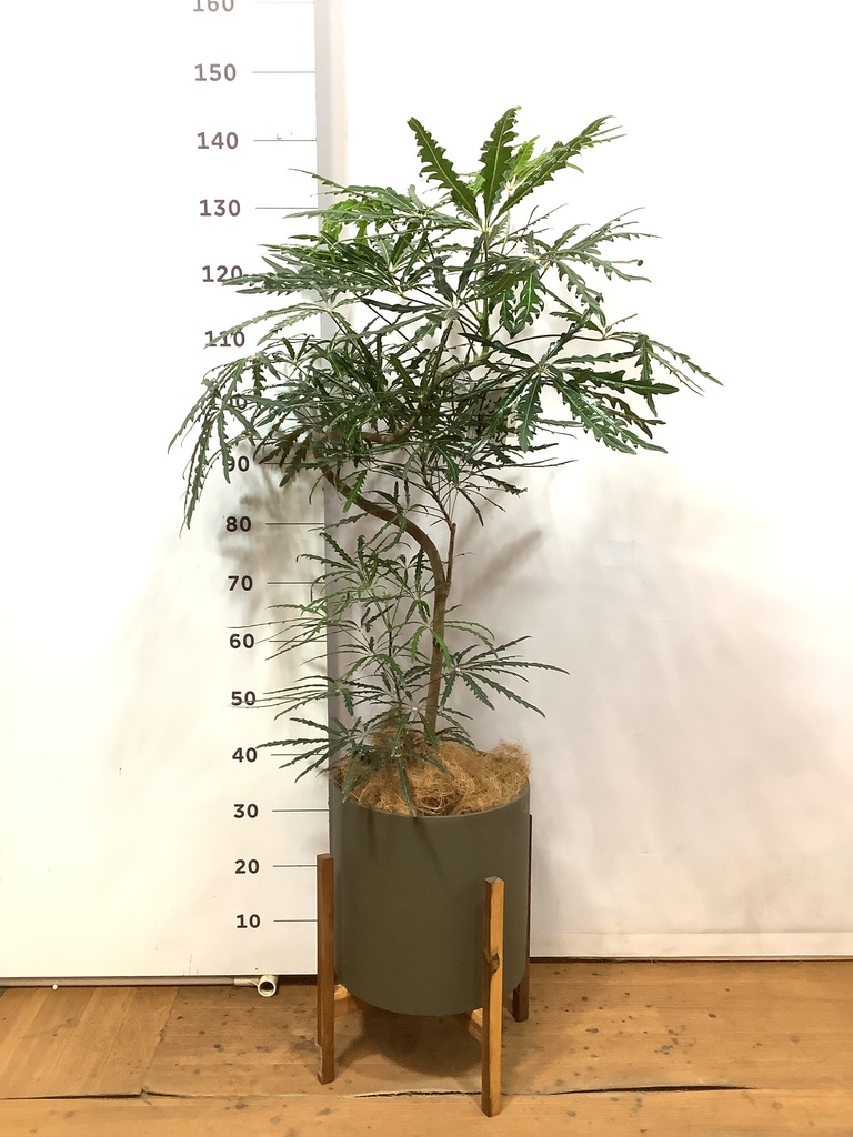 観葉植物 グリーンアラレア 8号 曲り ホルスト シリンダー