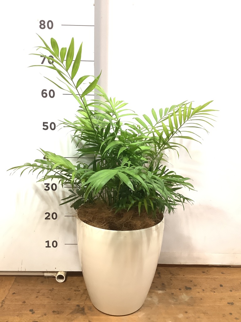 観葉植物 テーブルヤシ 7号 ファイバークレイ Gray 付き | 観葉植物