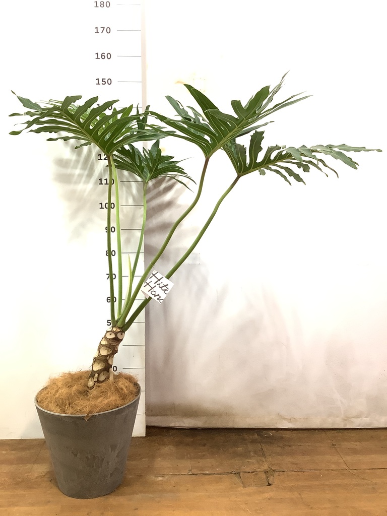 観葉植物 フィロデンドロン 8号 セローム ヒトデカズラ 根あがり
