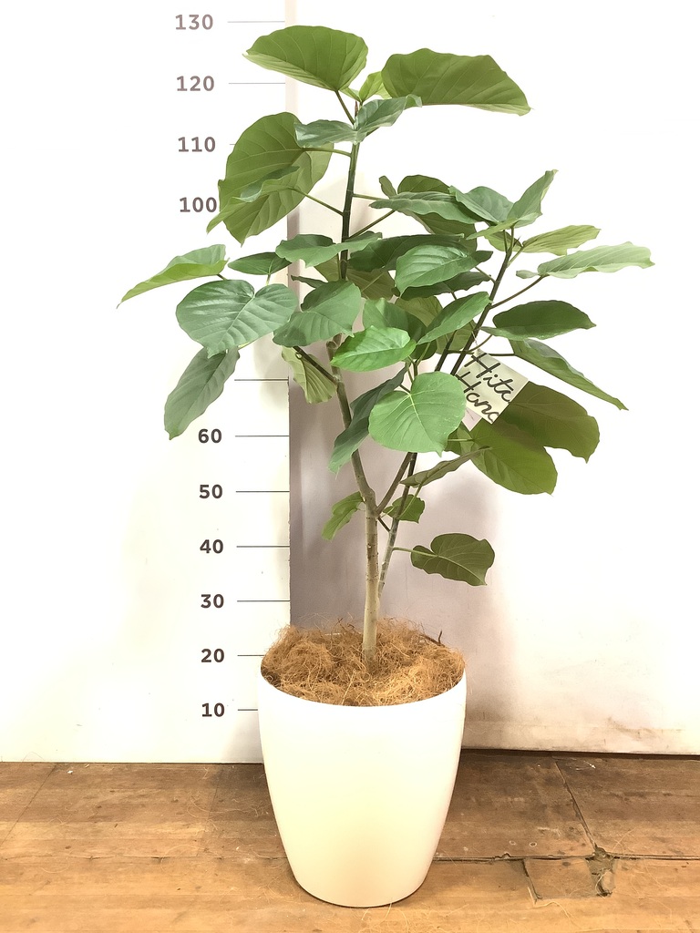 観葉植物 フィカス ウンベラータ 8号 ノーマル ラスターポット 付き