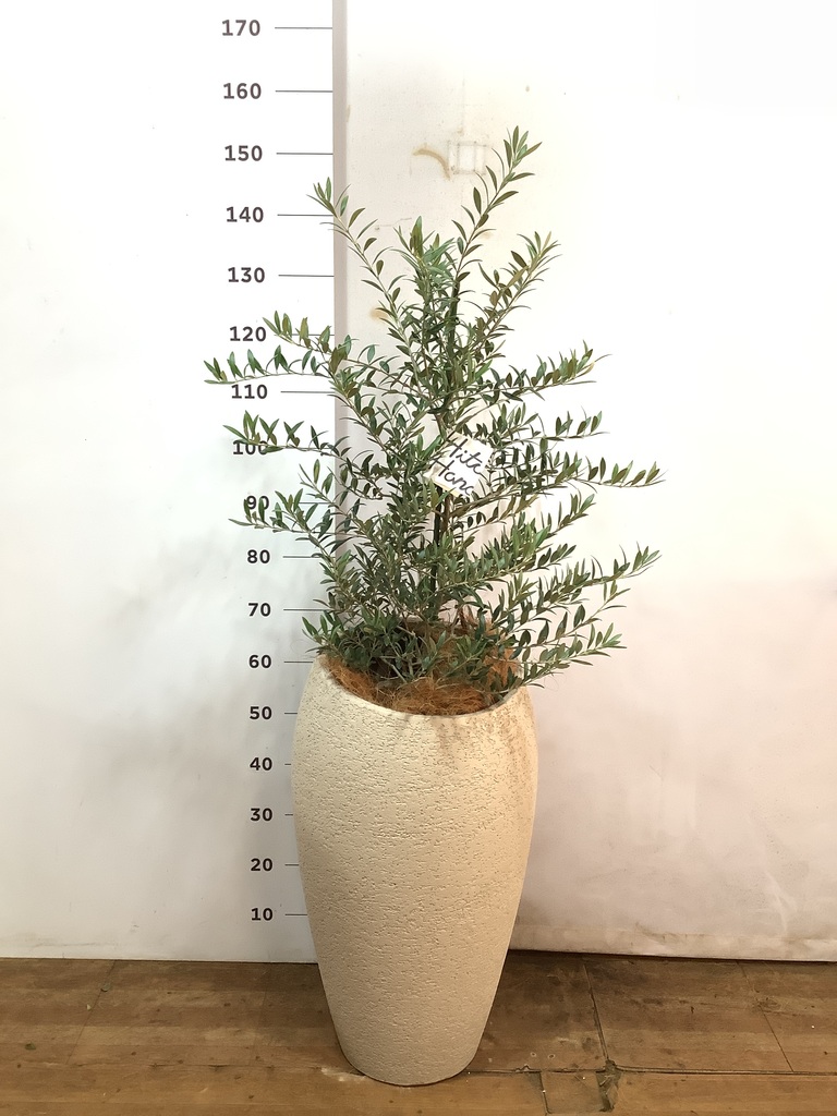 観葉植物 オリーブ 8号 アルベキーナ エコストーントールタイプ Light