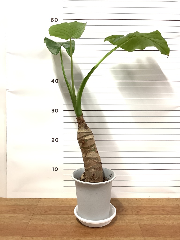 観葉植物 アロカシア 4号 オドラ（クワズイモ） プラスチック鉢 | 観葉