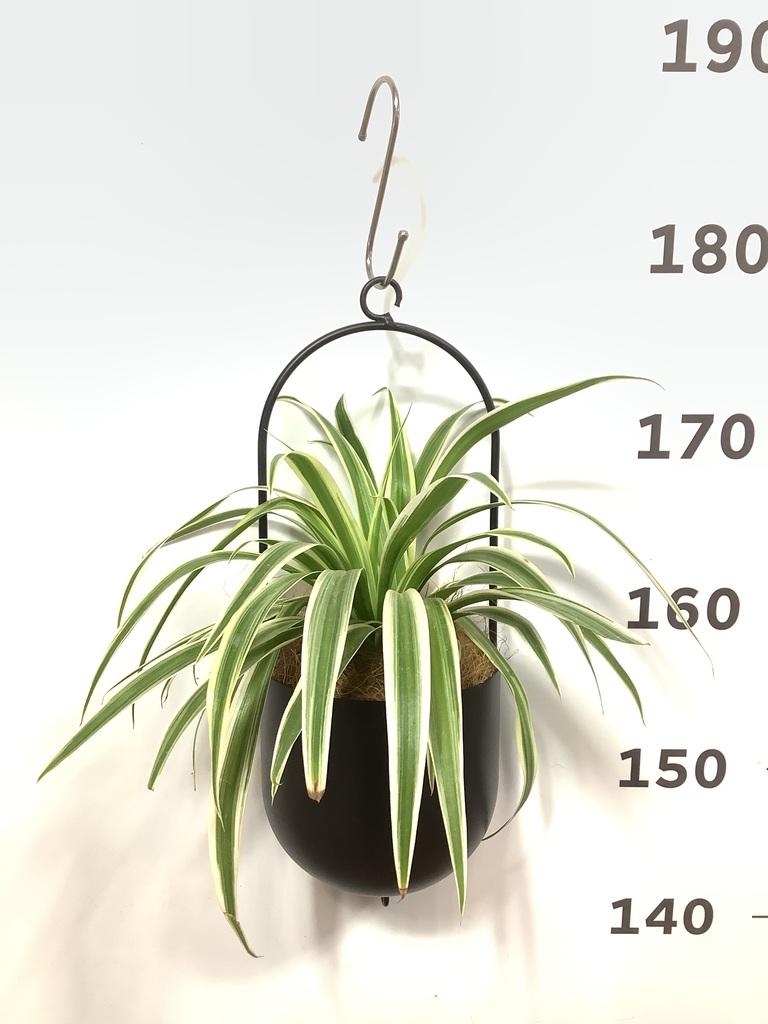 観葉植物 オリヅルラン 3号 カーリン ハンギング 14 G 付き