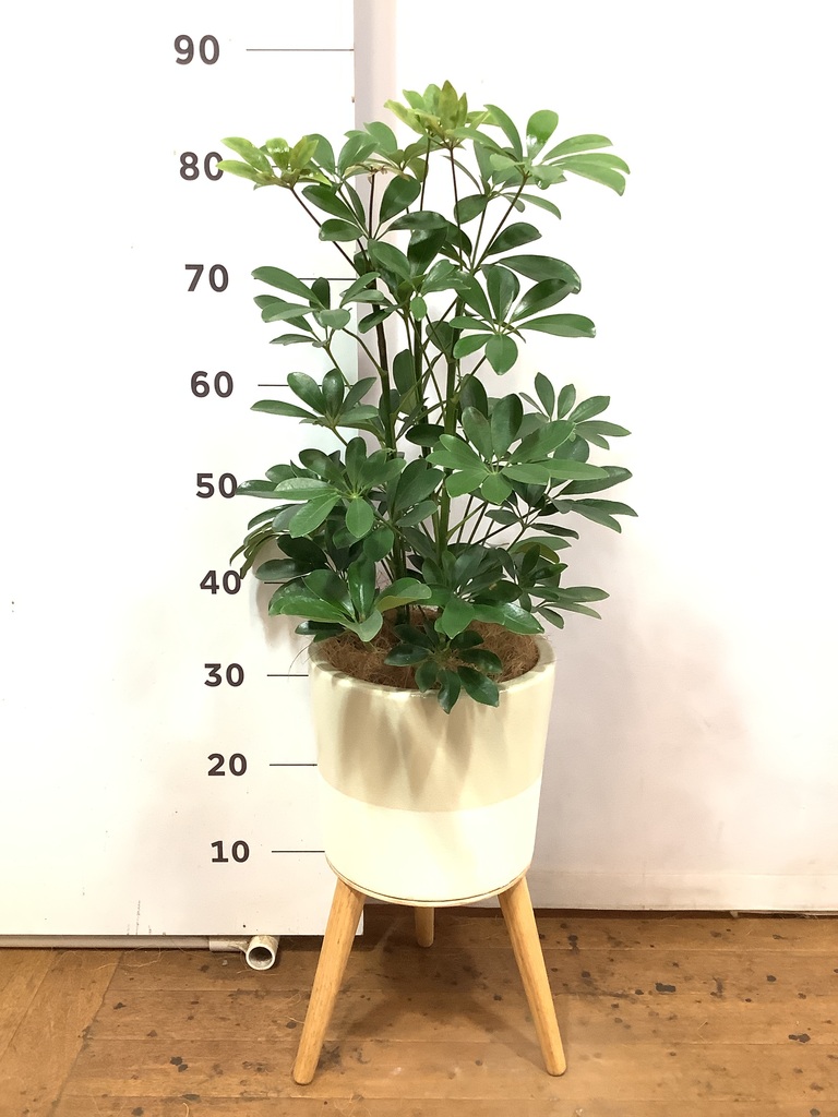 観葉植物 カポック（シェフレラ） 5号 ノーマル エルナ 0 W 付き