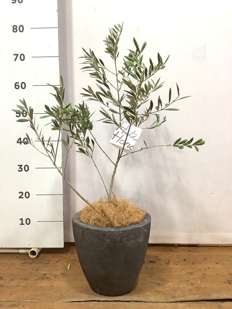観葉植物 オリーブの木【25cm】5号 ひなかぜ 盆栽仕立て プラスチック