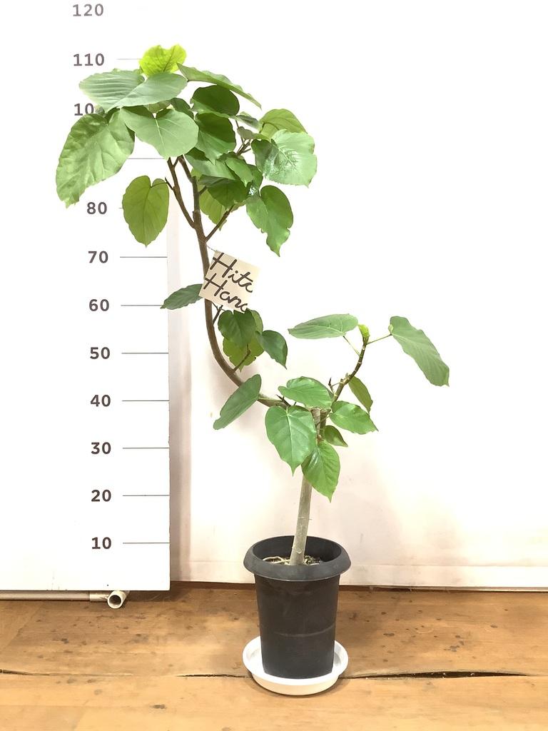 観葉植物 フィカス ウンベラータ 6号 曲り プラスチック鉢 | 観葉植物