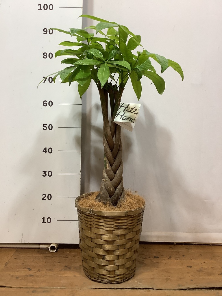 観葉植物 パキラ 7号 ねじり 竹バスケット VK-07付き | 観葉植物