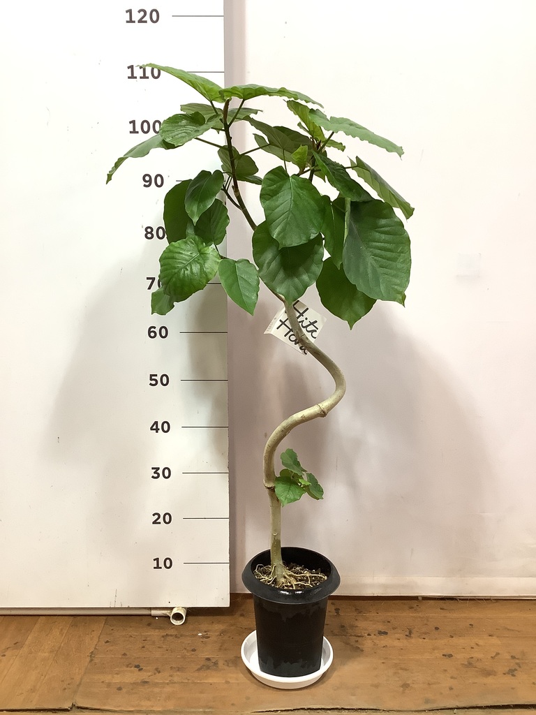 観葉植物 フィカス ウンベラータ 6号 曲り プラスチック鉢 | 観葉植物