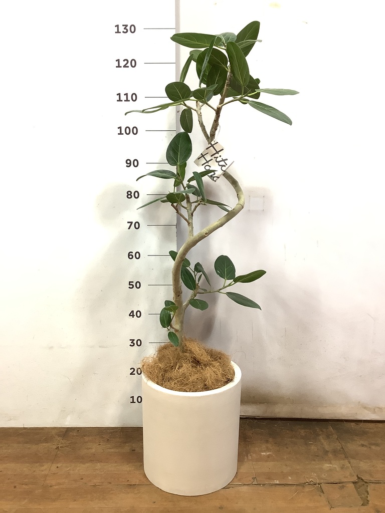 観葉植物 フィカス ベンガレンシス 8号 曲り ライム ドゥオ ユーポット