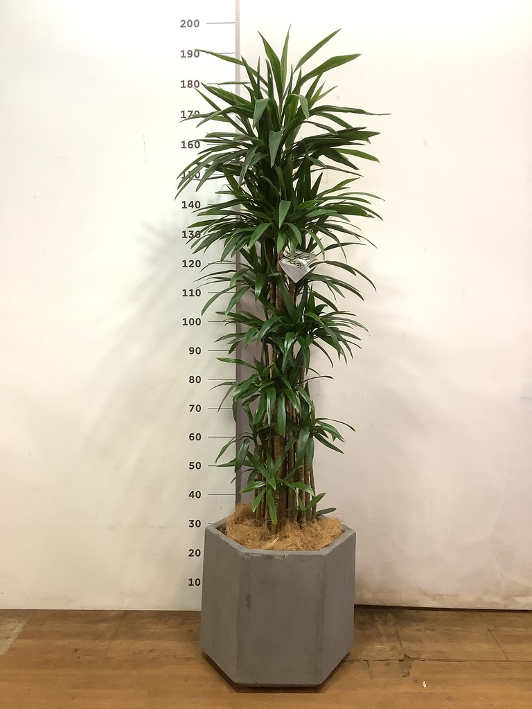 観葉植物 コルディリネ (コルジリネ) ストリクタ 10号 キューブ ラテル