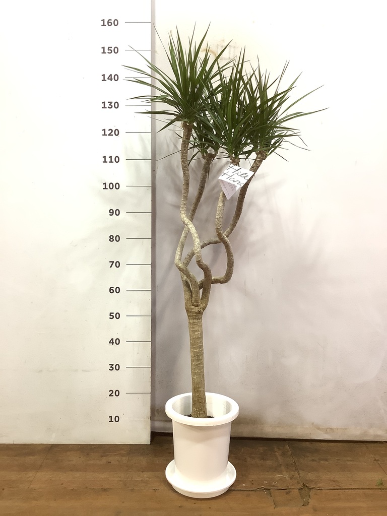 観葉植物 ドラセナコンシンネ 8号 曲り（龍） プラスチック鉢 | 観葉