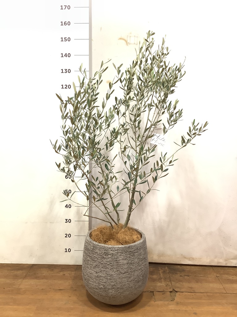 観葉植物 オリーブ 8号 ルッカ エコストーンGray 付き | 観葉植物なら