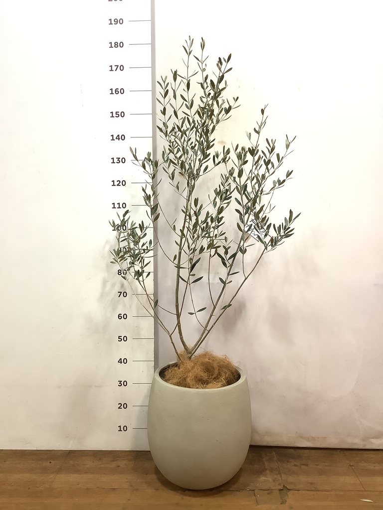 観葉植物 オリーブ 8号 ルッカ テラニアス バルーン アンティーク