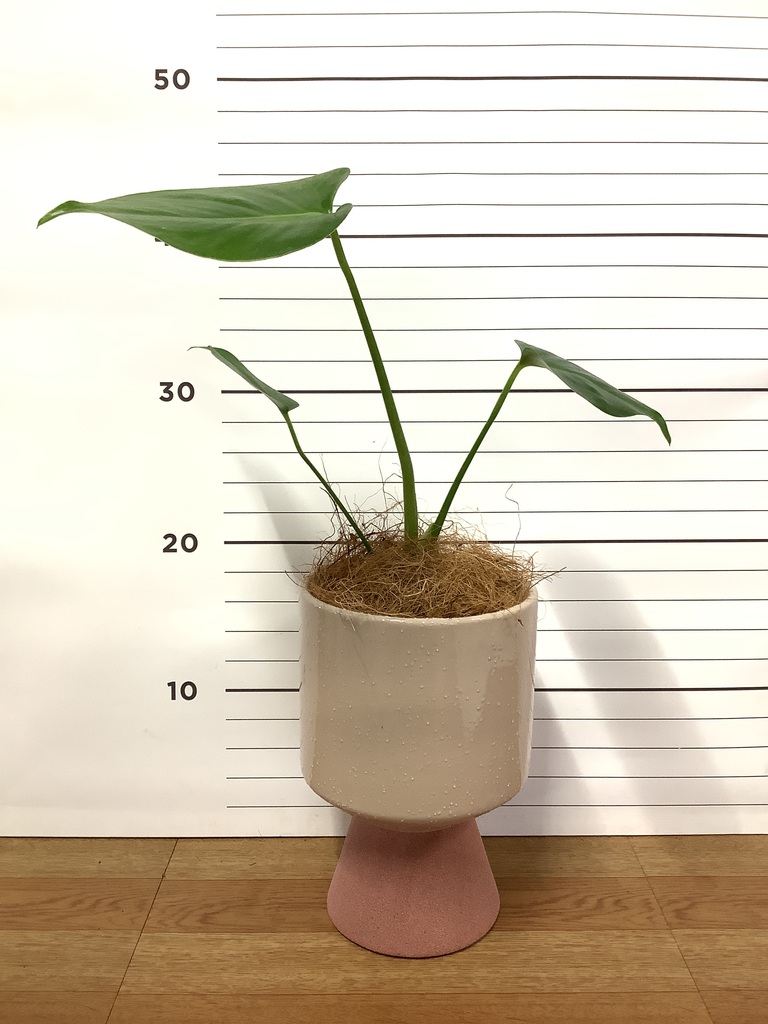 観葉植物 モンステラ 3号 スヴィア 0 W 付き | 観葉植物なら
