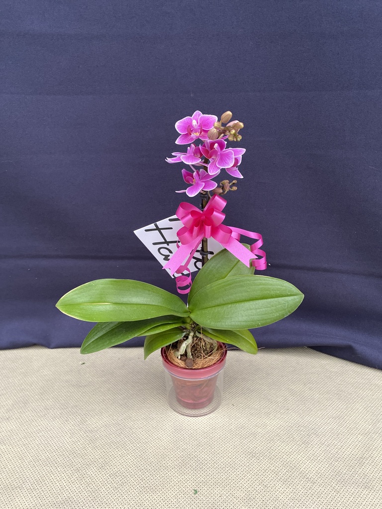 ミニ胡蝶蘭 ピンク 1本立ち 陶器(白)鉢付き | 胡蝶蘭ならHitoHana(ひと