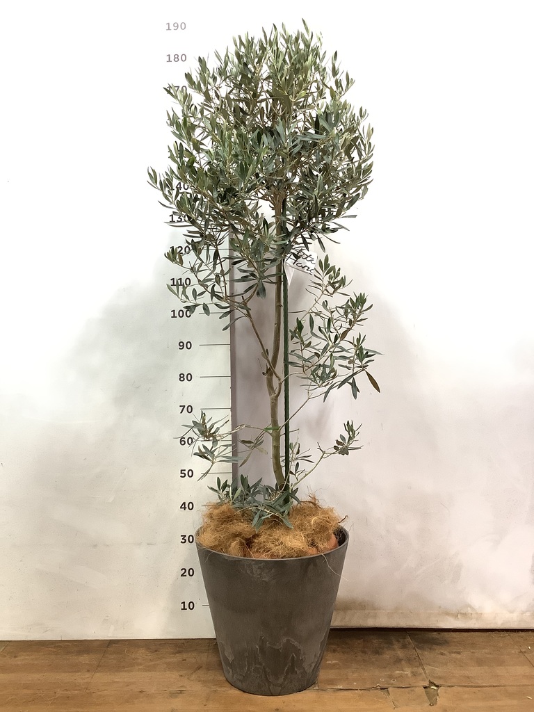 観葉植物 オリーブ 10号 チプレッシーノ ウッドプランター 付き | 観葉