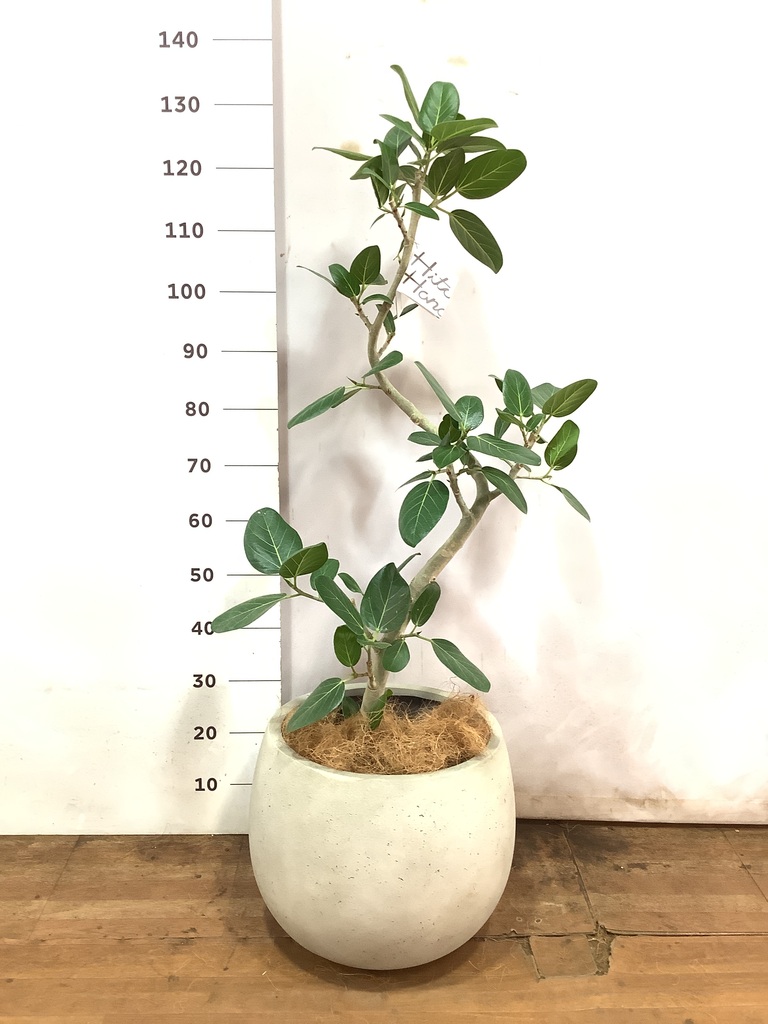 観葉植物 フィカス ベンガレンシス 8号 曲り ライム ドゥオ ユーポット