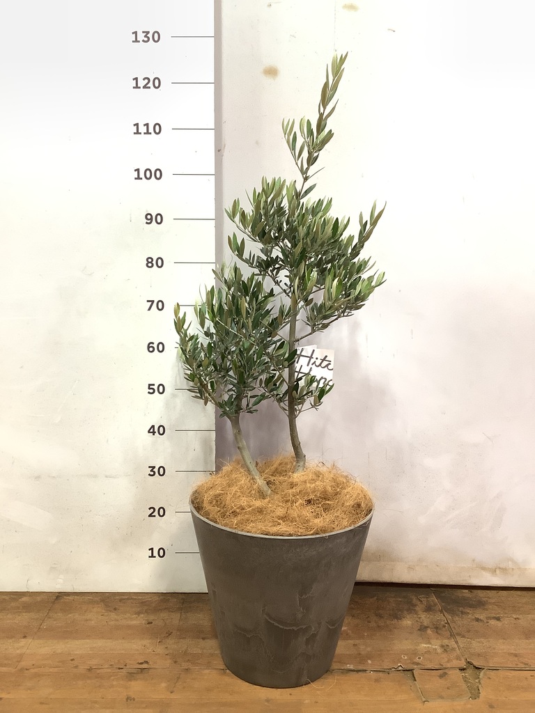 観葉植物 オリーブの木 8号 ピクアル アートストーン ラウンド グレー 