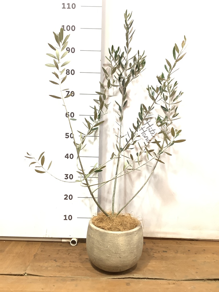 観葉植物 オリーブの木【28cm】5号 ひなかぜ 盆栽仕立て プラスチック