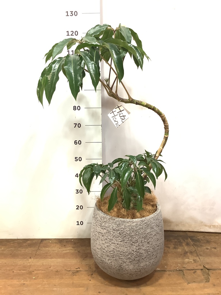 観葉植物 ツピダンサス 8号 曲り エコストーンGray 付き | 観葉