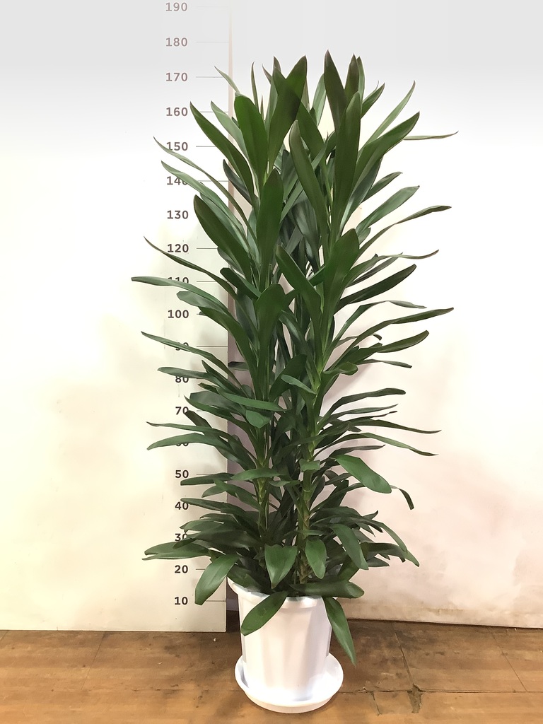観葉植物 ドラセナ グローカル 10号 プラスチック鉢 | 観葉植物なら