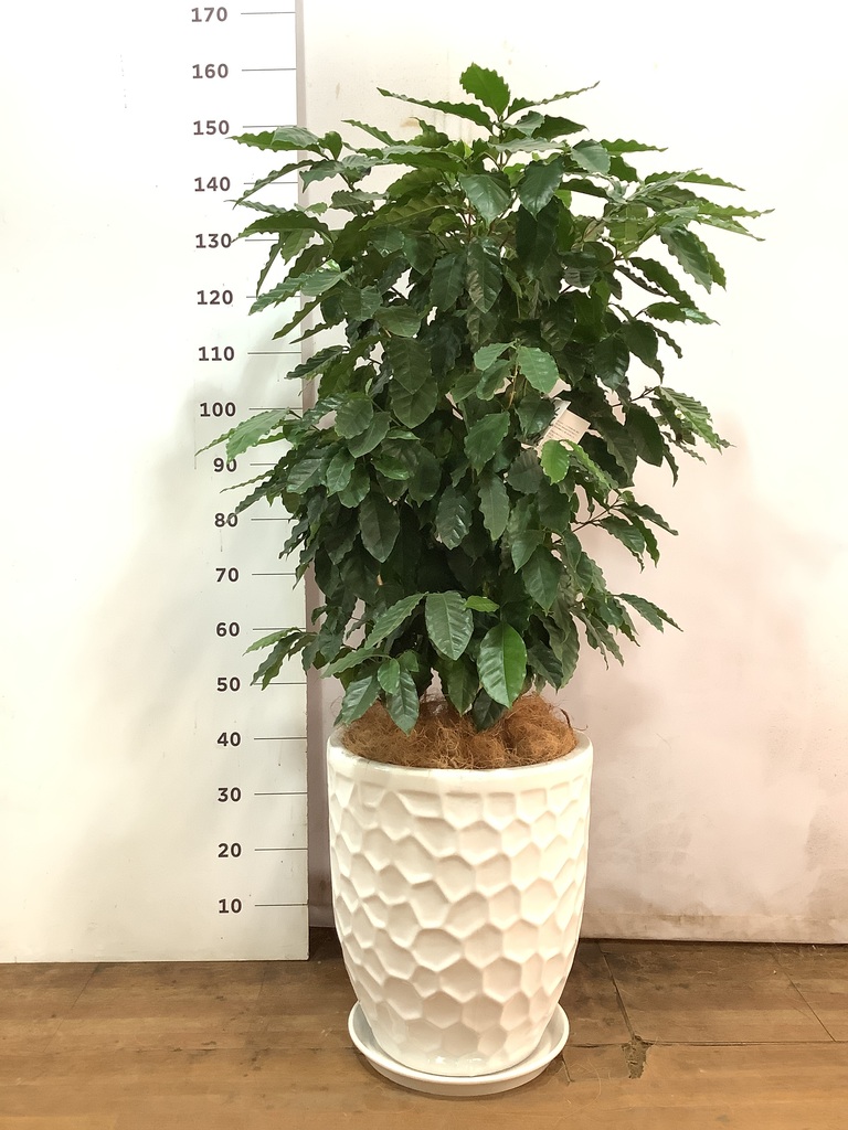 観葉植物 コーヒーの木 10号 アートストーン ラウンド ブラック 付き