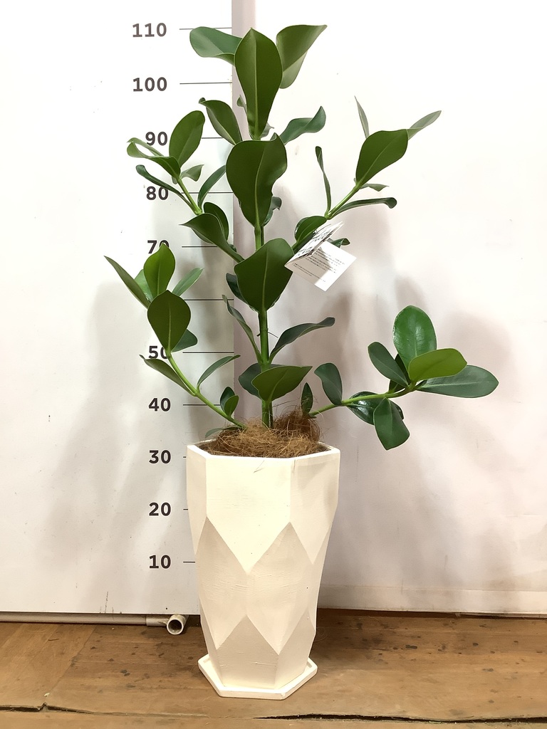 観葉植物 クルシア ロゼア プリンセス 6号 Ceramic(セラミック) トール